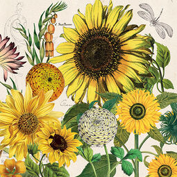 Michel Design Works Sunflower